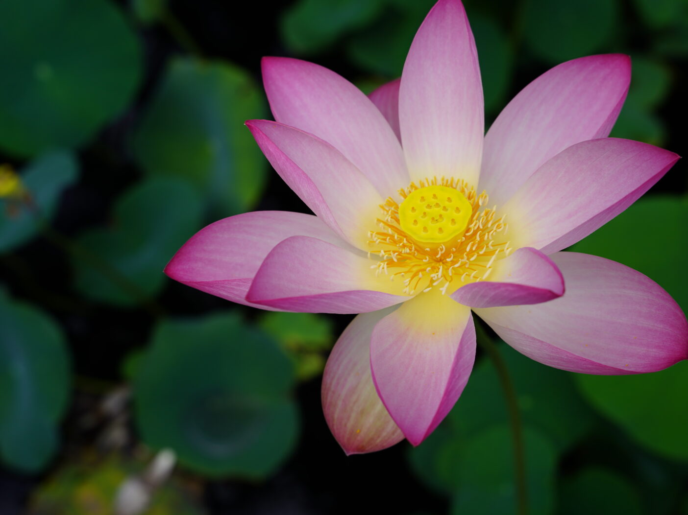 Lotus flower