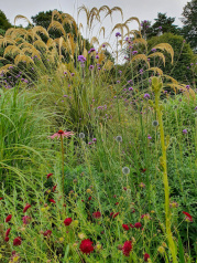 Drought tolerant plants_result