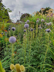 Planting for pollinators_result