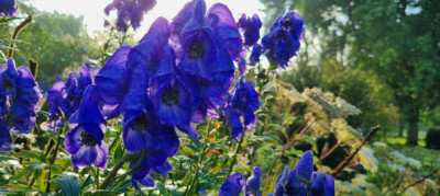 September in the Garden