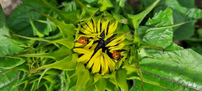 Our gardens are not just for us