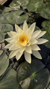 Gardening and Vipassana
