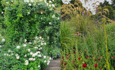 Romantic Rose Border & Drought Tolerant Border